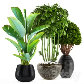 Collection of plants